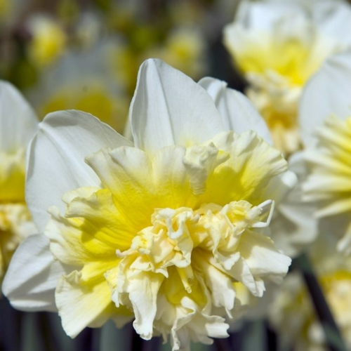 ���������� �������� ������, Chipollino flowers, ������� ICE KING (5 �������)