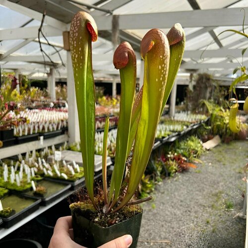   , Sarracenia inor var. kefenokeensis,  ,     , -, 