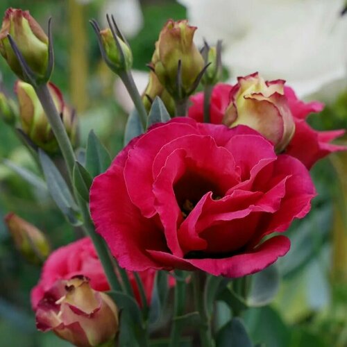 ���������� ��������� F1 (�������) ������� ������, �������������� �������� � ������������ ��������� ���������� �������� ��������� ��������, 5 �����