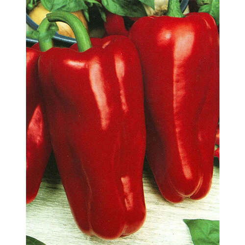 ���������� ������ ����� ������ F1 12�� (9-11��) (������� ������)