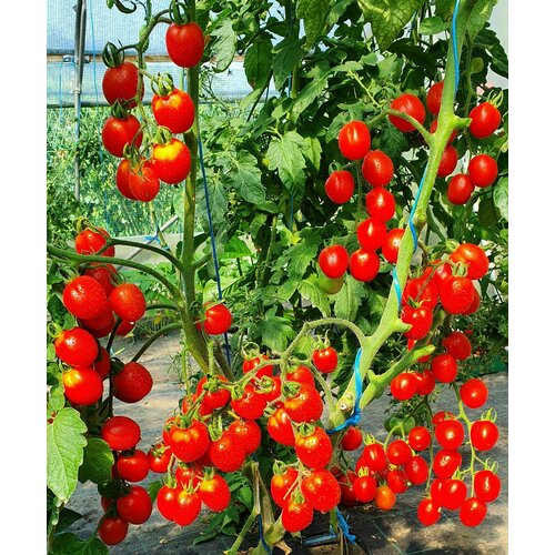 ���������� ������ ����� ����� ������� ��� (�herry Swan's Fluff)) / Seeds And Goods / � �������� zip-lock ��� ���������� 15 �����