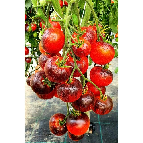 ���������� ������ ����� ����� �����(Ozark Sunset) / Seeds And Goods / � �������� zip-lock ��� ���������� 15 �����