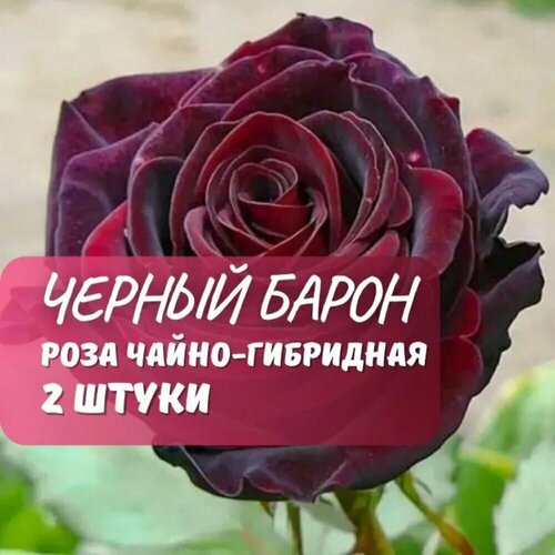 ���������� ���� �����-��������� 