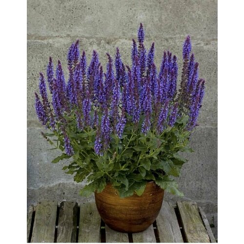 ���������� ������ ������ ��������� New Dimensions Blue