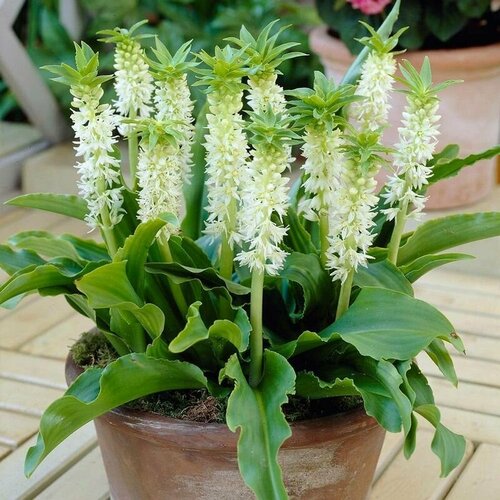���������� ��������� �����, Eucomis Zambesiaca, ������