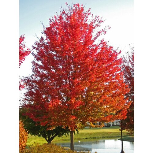    () / Acer saccharinum, 10    , -, 