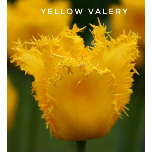 ���������� �������� �������� ������������ , Yellow Valery ����, �����, 3 ��������