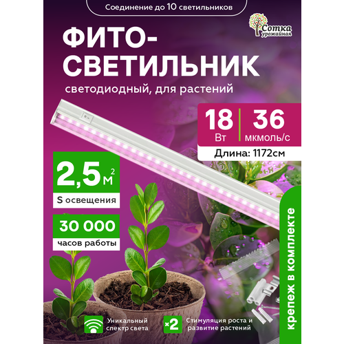 ���������� ��������� ��� �������� ��������������� 18 ��, ������ ��� ����������� 1172 �� � ������������, ������� ����