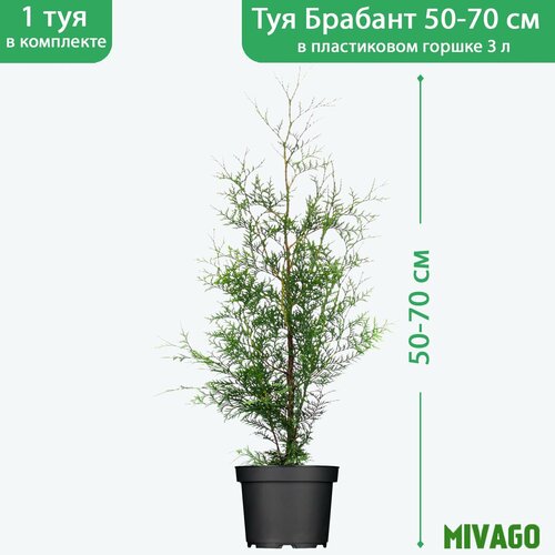 ���������� ��� �������� ������� C3, ������ 50-70 ��, ������� ������ 19 ��, �������