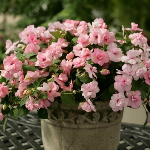 ���������� ��������� ������ F1 �����������, ��������� ������� � ��������������� ���������������� �������� � �������� �������� �������� ���������� ������������ �����, 5 �����