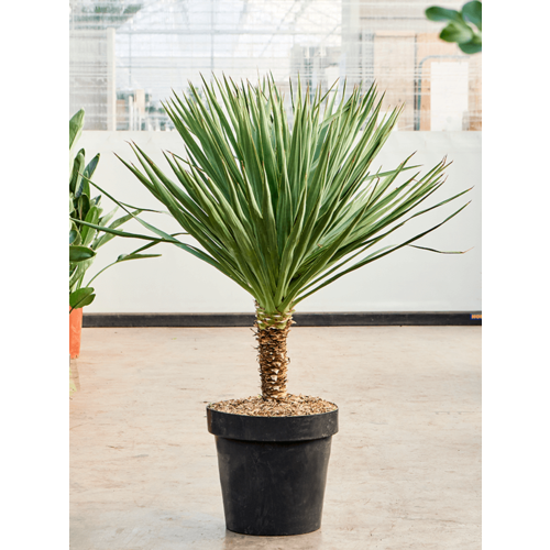 ���������� ���� 2024, ���� ��������� �������� (Yucca Gloriosa), ������ 5 ��