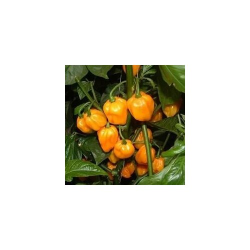     Scotch Bonnet yellow, 5  + 