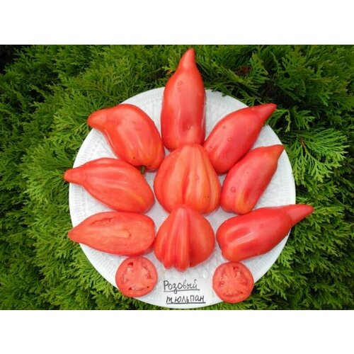 ���������� ������������� ������ ������ ������� �������