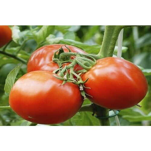 ���������� ������ ����� ����� 15�� ��� ������ (��������� ���)