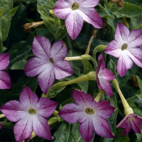 ���������� ����� �������� �������� F1 ��������� �����������, ���������� �������� � �������� �������� � ������� �������� �������, 15 �����