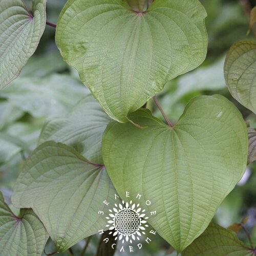     -   (. Dioscorea communis) 10