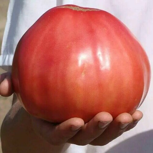 ���������� ������������� ������ ������ ����� ������ ������