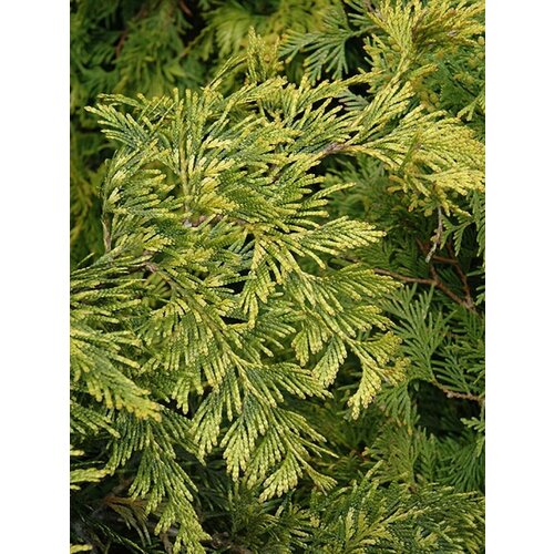     (Thuja plicata), 30    , -, 