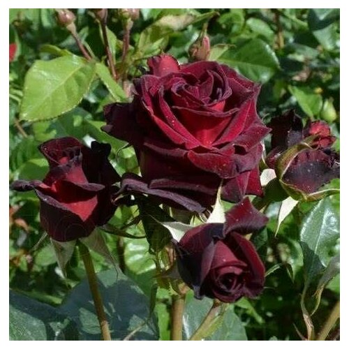 ���������� ���� ��������� ������ ����� 2��