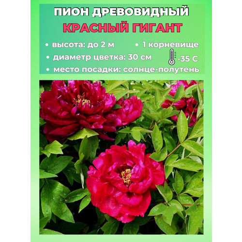 ���������� ���� ����������� ������� ������, ������� 1 �����