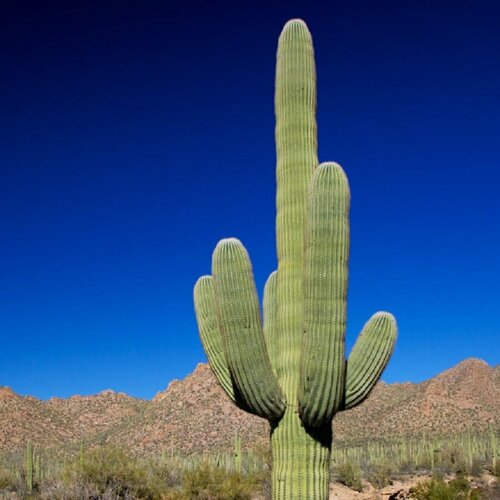 ���������� ������ ������ ������ ������ ����������, ��������, Carnegiea gigantea 10 ��.