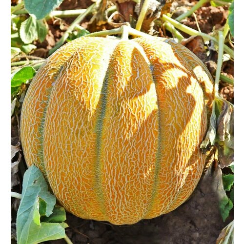 ���������� ������������� ������ ���� �������