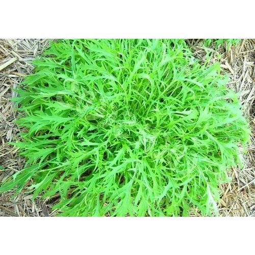 ���������� ������������� ������ ������� �������� ������