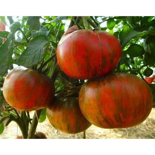 ���������� ������������� ������ ������ ������� ��������� ��������� ��������