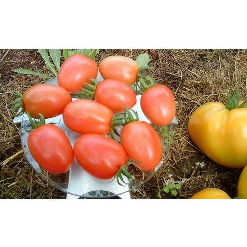 ���������� ������������� ������ ������ ������� ����