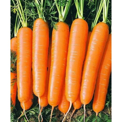 ���������� ������������� ������ ������� �������� F1