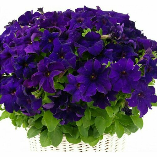 ���������� ������� ��������������� F1 ����� ���, ������, ������ ������������ � ������ ������������, ���������� ��������, ������ � ����� �� ������� �����, 5 �����