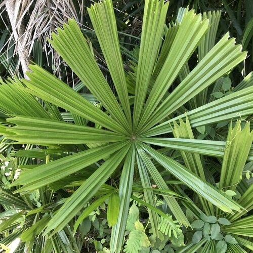 ���������� ������� ������� Licuala spinosa ������ 5 ����