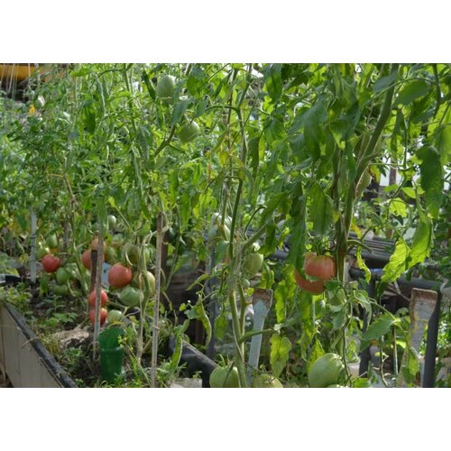 ���������� ������������� ������ ������ ������