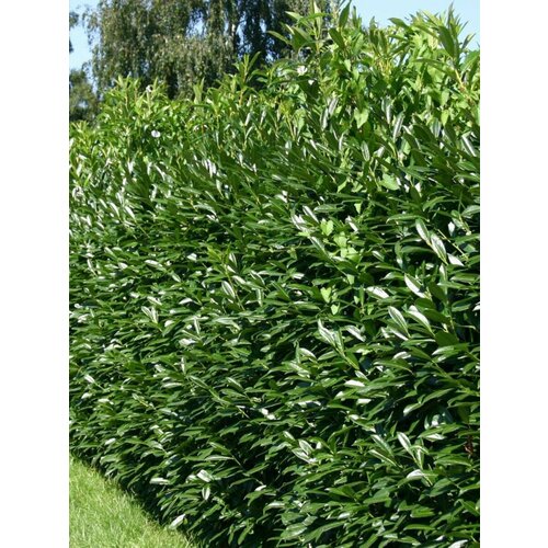 ���������� ������ ���������� ������������� (Prunus laurocerasus), 10 ����