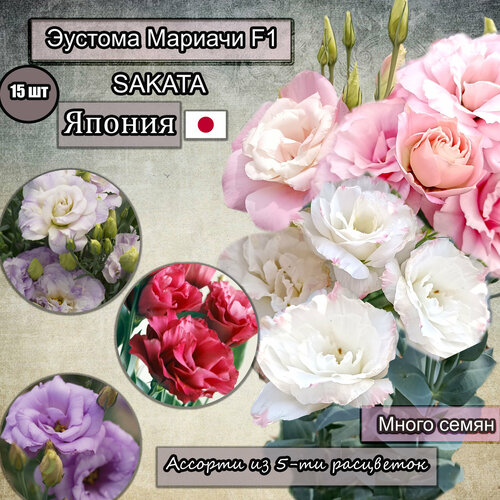 ���������� ������ ������� ������� F1 ���������������, ��������. ������� �� 5-�� ���������. Sakata �������� ��������. 15 �� � ��.