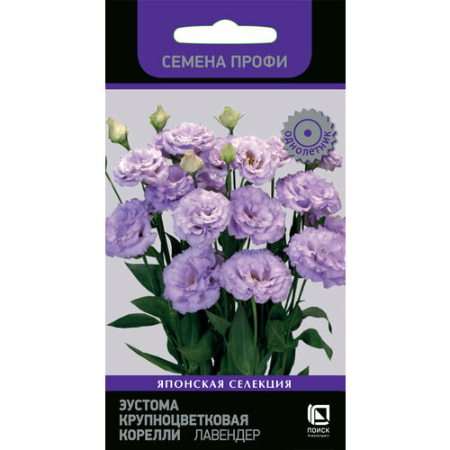 ���������� ������� ������� ������� �������� ��������������� (������ �����) 5�� (�����)