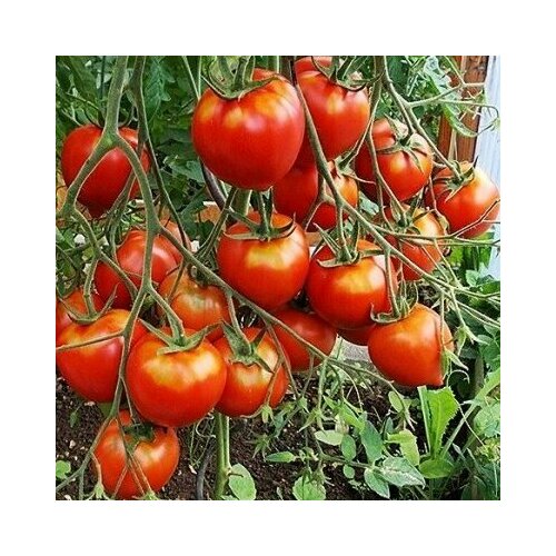 ���������� ������������� ������ ������ ��������� ��������� �������������