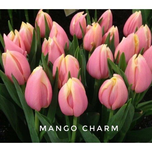 ���������� �������� ����������� , �������� ���� MANGO CHARM (3 �����)