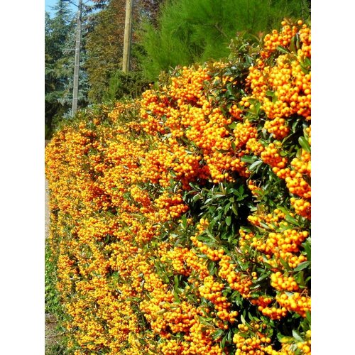      (Pyracantha coccinea), 15 