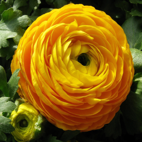 ���������� �������� ������, bulbs servise, ���������� ������ (10 ���� )