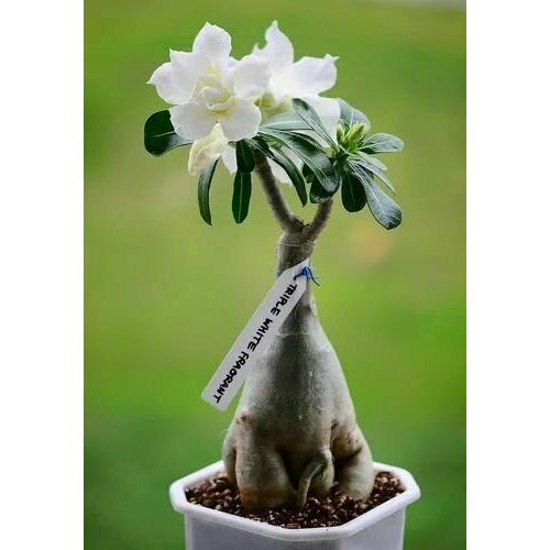 ���������� ������� ������ ����������, ���� �������, ��������� � ��������� �������� ������� � ������� �� ����� �������, ����� ���������� ��� ���������, 3 �� �����