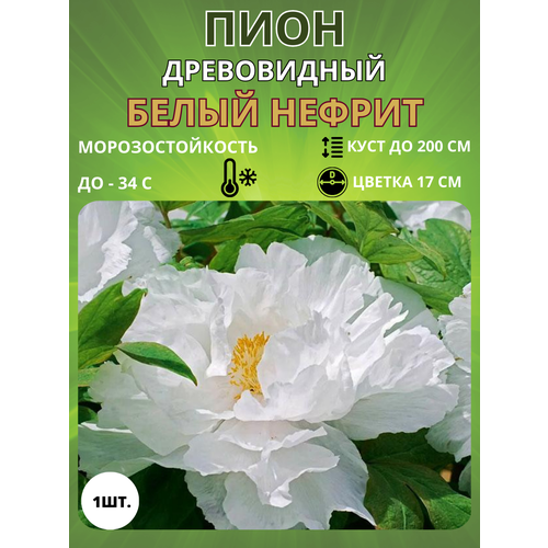 ���������� ���� ����� ������ 1 ��.