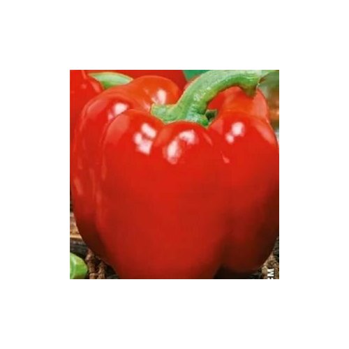 ���������� ������������� ������ ����� �������� F1 ������� �������