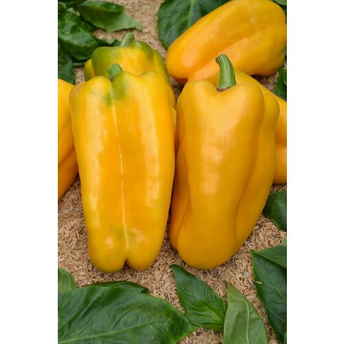 ���������� ������������� ������ ����� �������� ������ ������ F1