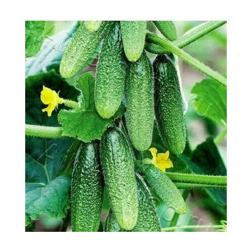 ���������� ������������� ������ ������ F1 ��� ������