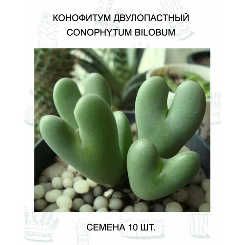 ���������� ��������� ������������ ������ 10 ��.