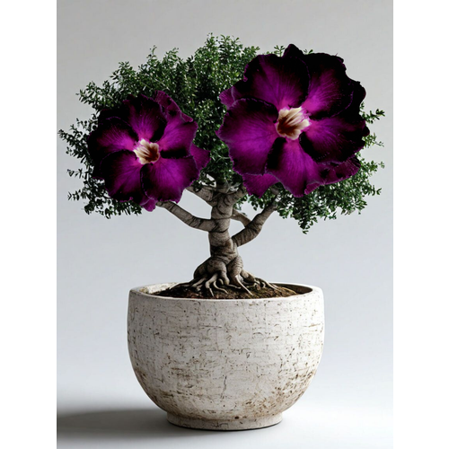 ���������� ������ �������� ��������� 