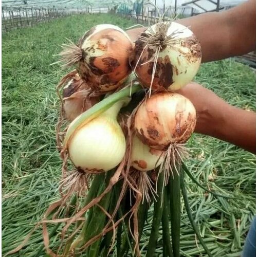 ���������� ������������� ������ ���� �������� F1 �����