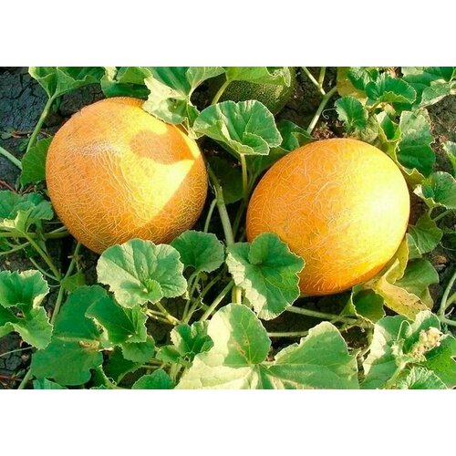 ���������� ������������� ������ ���� �������� ���������