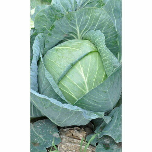 ���������� ������ ������� ������������ ������ F1 (����) 0,3�� �/�